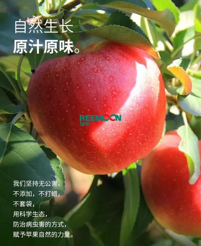 昭通蘋果：依靠短根莖種植和數(shù)字分揀技術(shù)帶動(dòng)蘋果產(chǎn)業(yè)標(biāo)準(zhǔn)化在推動(dòng)蘋果產(chǎn)業(yè)發(fā)展的過程中，昭通始終把加強(qiáng)企業(yè)領(lǐng)導(dǎo)力作為一個(gè)有力的切入點(diǎn)。為此，引進(jìn)陜西海生、SDIC中路、一寶、華師天農(nóng)等30多家企業(yè)，打造冷鏈物流市場，對蘋果進(jìn)行深加工，建立物聯(lián)網(wǎng)和大數(shù)據(jù)聯(lián)合應(yīng)用平臺(tái)，追蹤蘋果生產(chǎn)全過程。已成為華南地區(qū)最