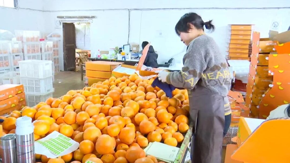 水果分選，提高效益！浙江溫嶺建成首條水果無損檢測分級流水線 眼下正是柑橘名果“紅美人”大批量上市期。這幾日，東浦農業(yè)開發(fā)有限公司東浦現(xiàn)代農業(yè)產品中心正在調試我市首條水果無損檢測分級流水線。該流水線不僅能區(qū)分果實大小、輕重，還能通過激光、紅外光譜，分辨出果實有無擦傷等瑕疵