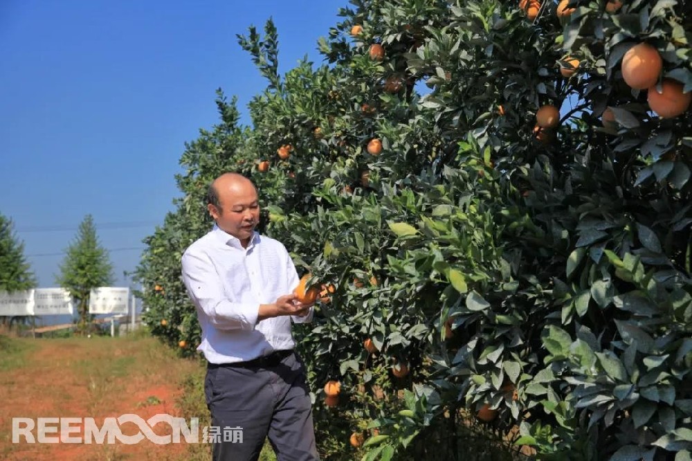 江西綠萌科技控股有限公司董事長(zhǎng)朱壹我是第3次造訪(fǎng)綠萌位于江西省信豐縣大阿鎮(zhèn)的現(xiàn)代農(nóng)業(yè)科技示范基地。與前幾次來(lái)的時(shí)間不同，這趟過(guò)來(lái)恰逢果實(shí)成熟期。我們品嘗了幾個(gè)品種，口感都非常好。尤其是我最?lèi)?ài)的“雞尾葡萄柚”，糖度普遍在13%以上，風(fēng)味令人記憶深刻?！艾F(xiàn)在除了臍橙和‘雞尾葡萄柚’，還有其他適合的品種