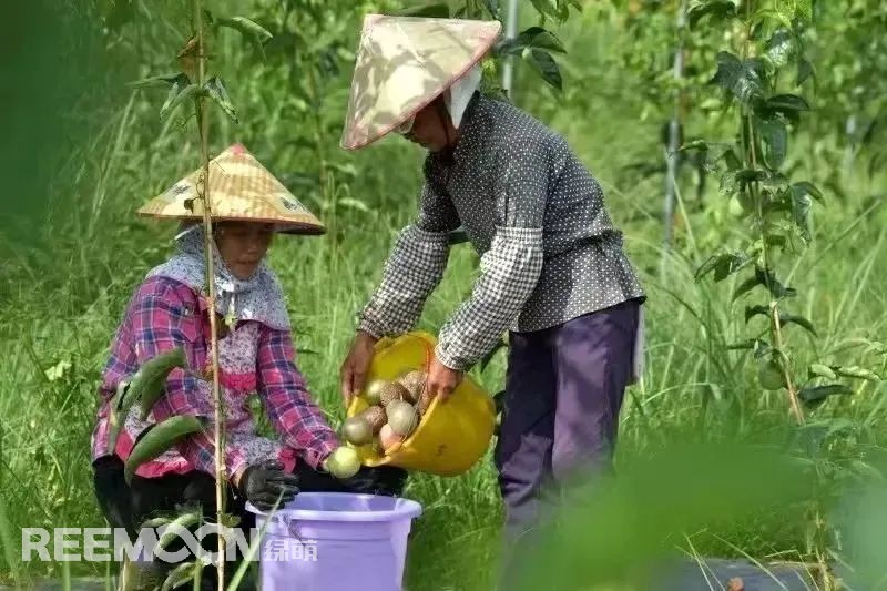 從2014年的2000畝到2022年的6.1萬(wàn)畝，貴州省從江縣百香果種植面積逐步擴(kuò)大，已成為了縣主導(dǎo)產(chǎn)業(yè)，也成為了群眾致富的“金果果”。走進(jìn)從江縣農(nóng)特產(chǎn)品集散中心大數(shù)據(jù)服務(wù)中心，從跳動(dòng)的百香果數(shù)據(jù)屏可以看出，從江百香果的最高批發(fā)價(jià)已經(jīng)達(dá)到19元/斤，而全國(guó)最高批發(fā)價(jià)則在15.6元/斤。想要果品在市場(chǎng)中取得消費(fèi)者的喜愛(ài)和認(rèn)可